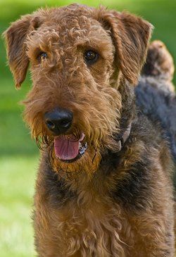 a shaggy brown dog standing on top of a green grass covered field with his tongue out