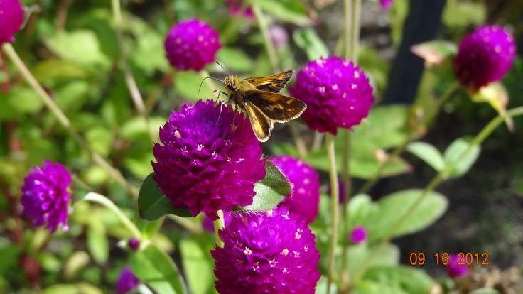 a small brown and white butterfly on purple flowers