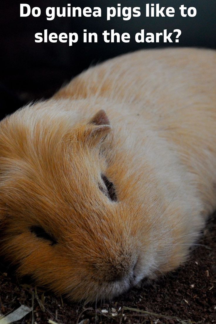 a guinea pig sleeping in the dirt with its head resting on it's side