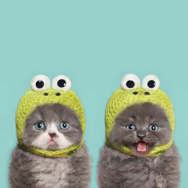 two kittens wearing hats with googly eyes and one has a surprised look on its face