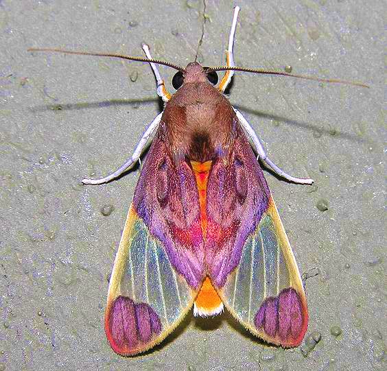 a close up of a moth on the ground