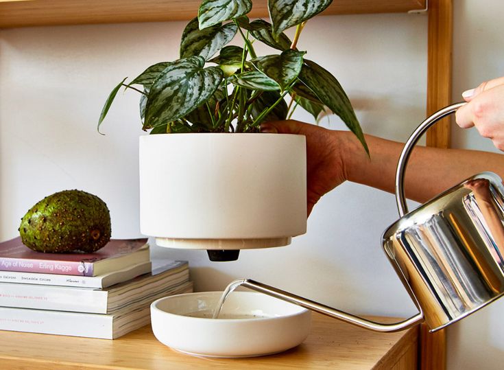 a potted plant on top of a wooden table next to books and a watering can