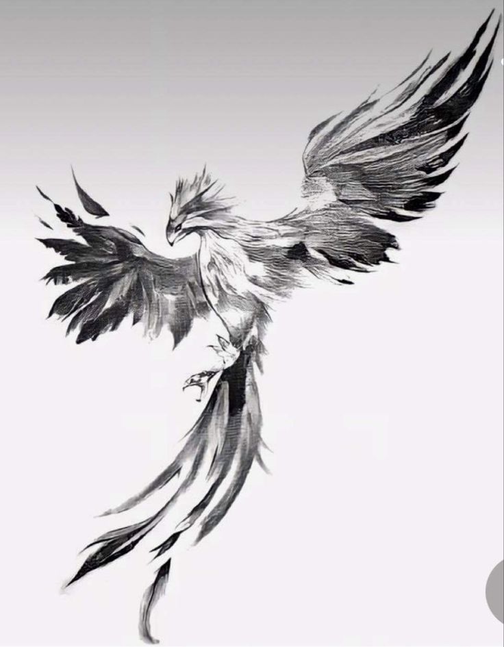 a black and white drawing of a bird with its wings spread out in the air