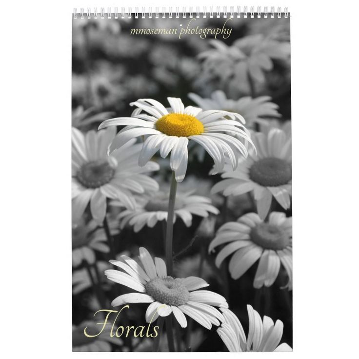 black and white photograph of daisies with yellow center surrounded by other daisies in the background