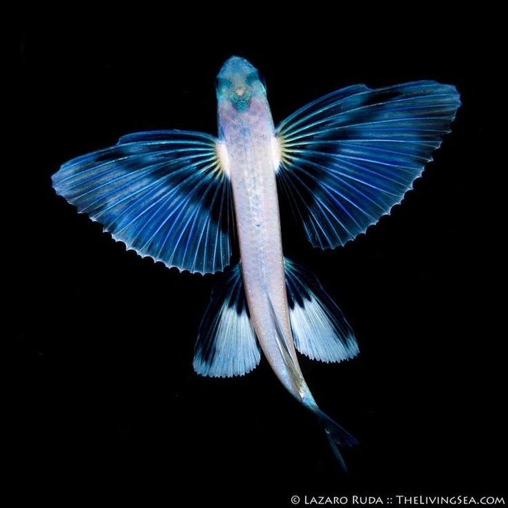 a large blue and white fish with long wings