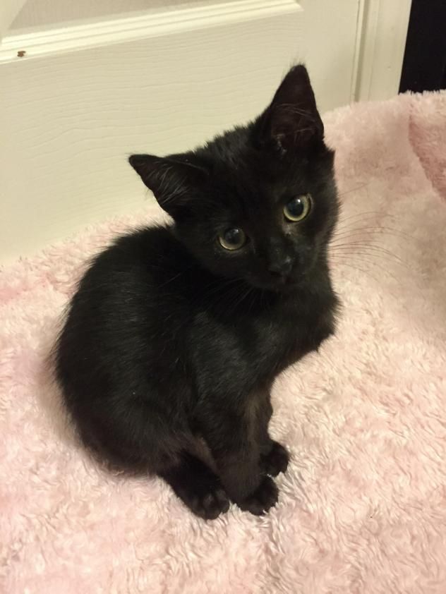 a small black kitten sitting on top of a pink blanket