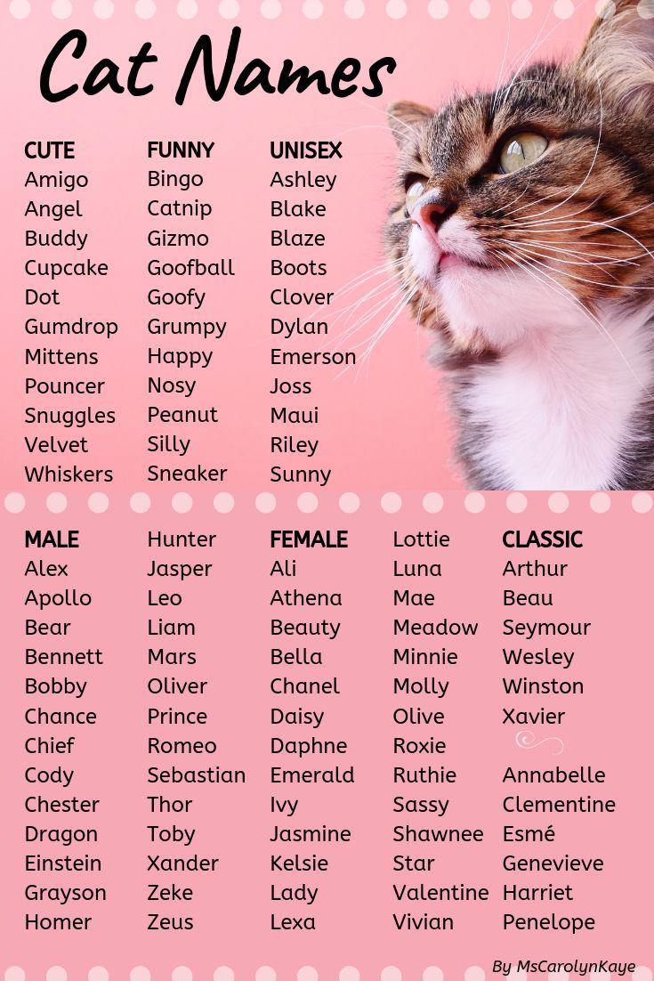 a cat named after names on a pink background with polka dots and the words cats names