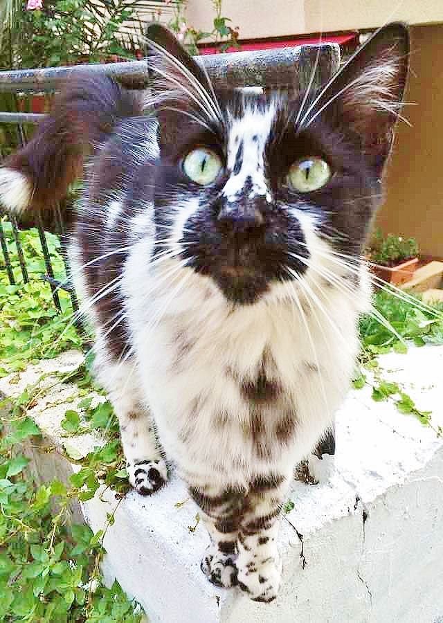 a black and white cat standing on top of a cement block