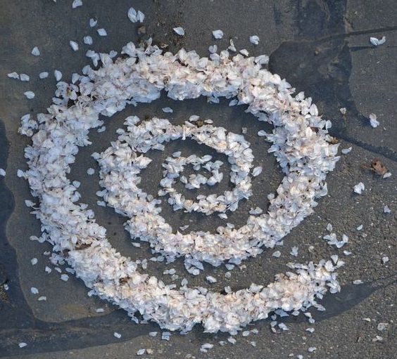 a spiral made out of shells on the ground