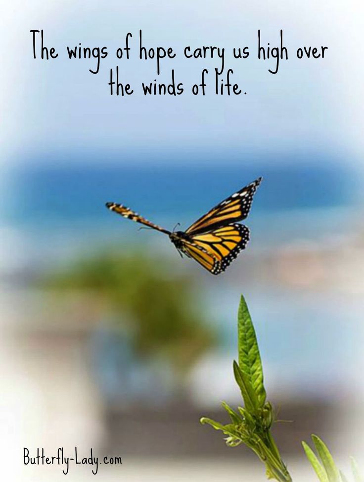 the wings of hope carry us higher over the winds of life quote by butterfly lady