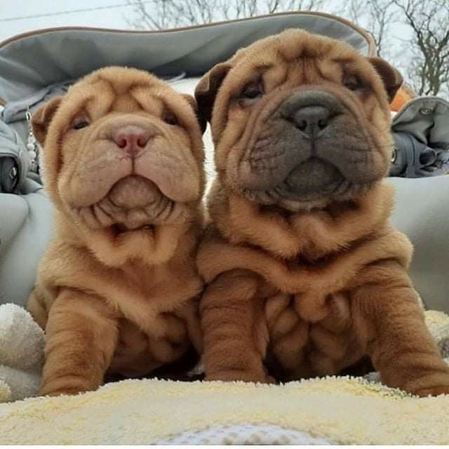 two brown puppies sitting next to each other