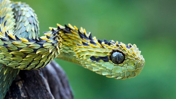 a yellow and black snake on top of a tree branch