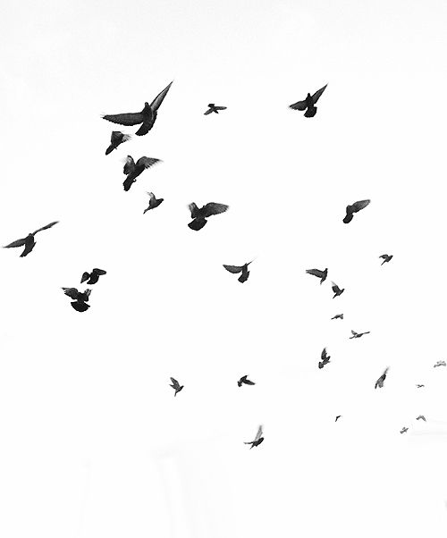 a flock of birds flying in the sky