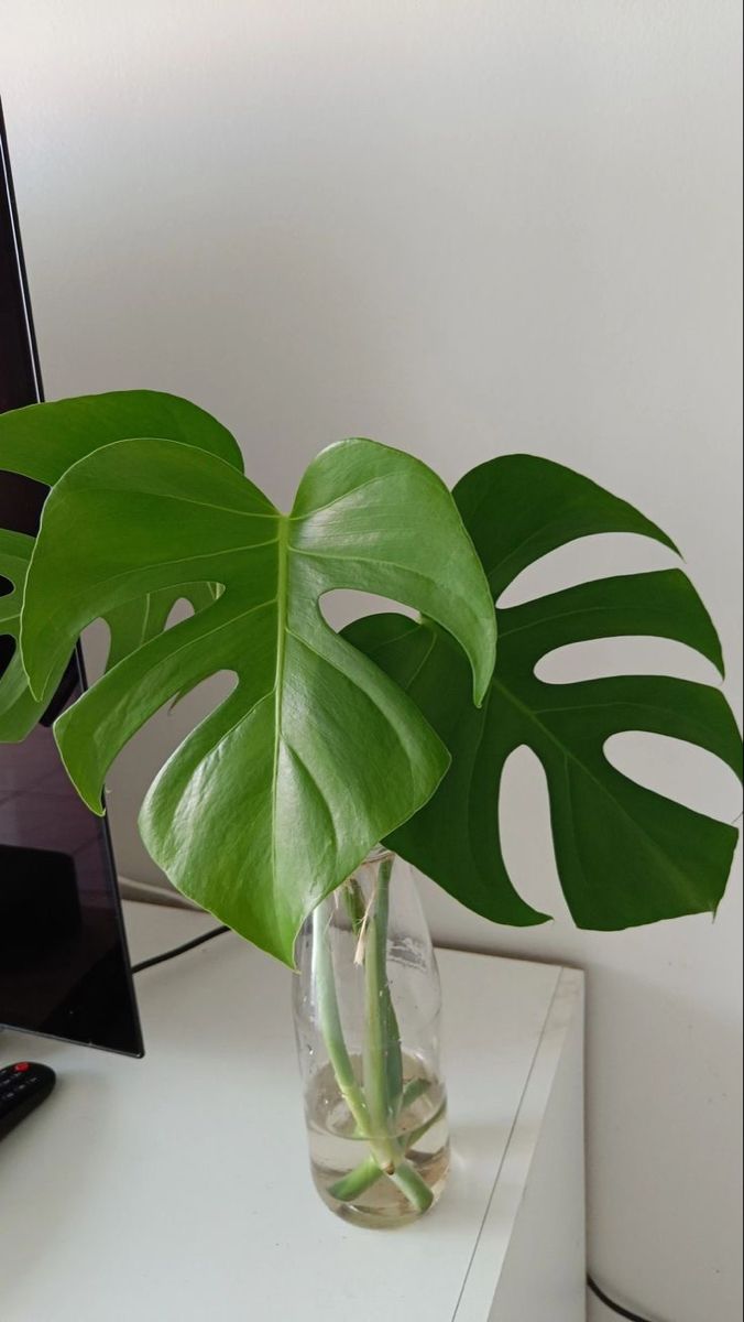 a large green plant in a glass vase