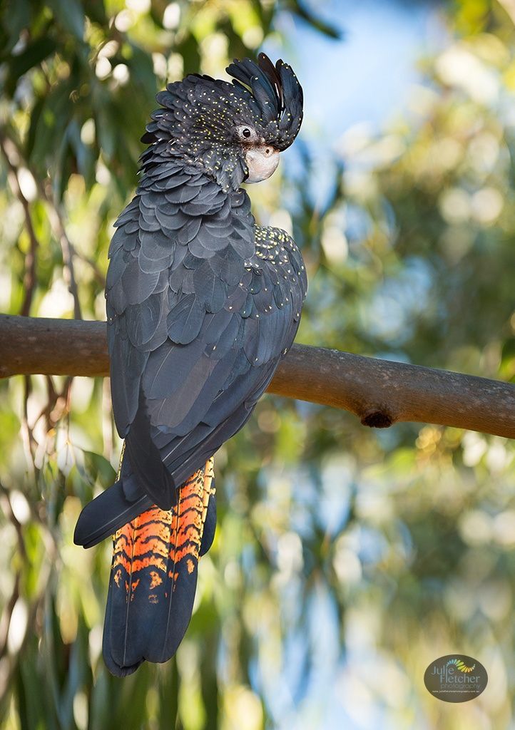 a black and orange bird sitting on top of a tree branch