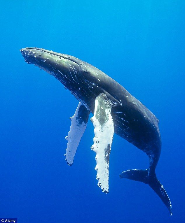 a humpback whale swims in the blue water