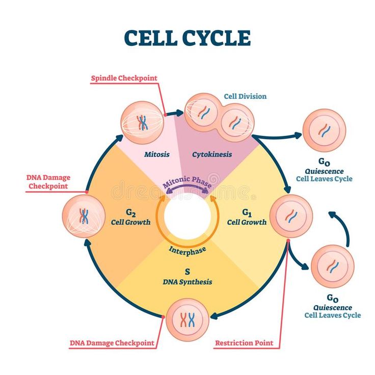 cell cycle diagram with all the different cells labeled in it stock photo and royalty illustration