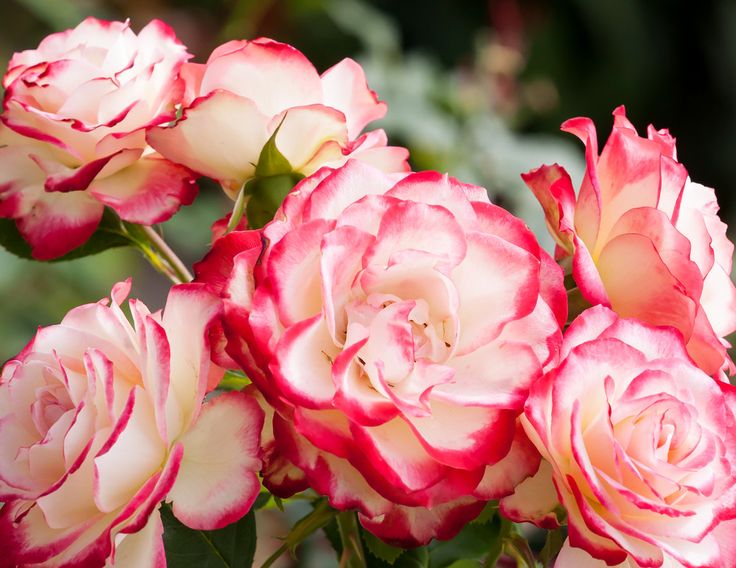 pink and white roses are blooming in the garden