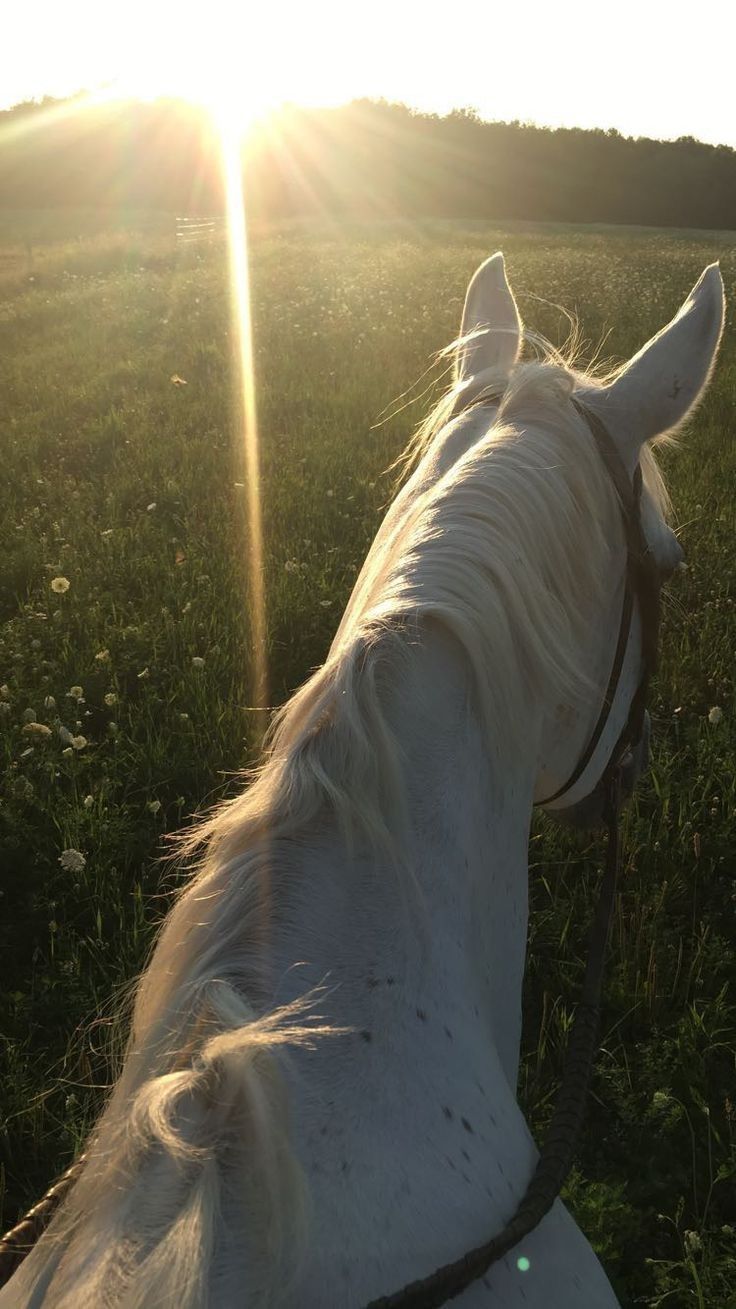 a white horse standing on top of a lush green field next to a sun flare