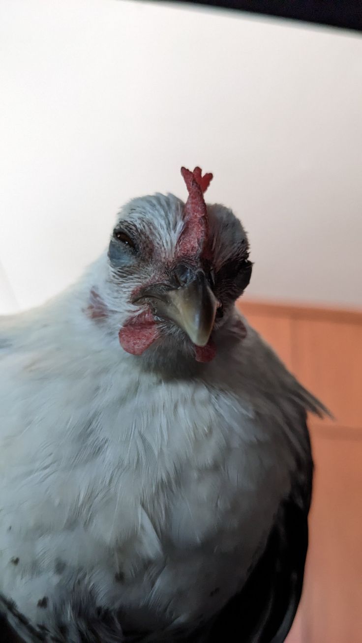 a close up of a chicken on a table