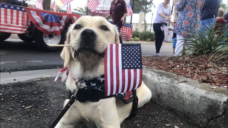 a dog with an american flag on it's back sitting in the middle of a street