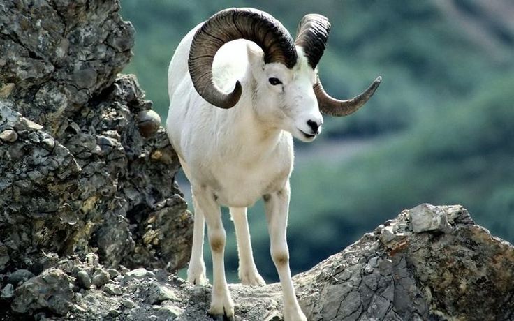 a mountain goat standing on top of a rocky cliff looking at the camera with large horns