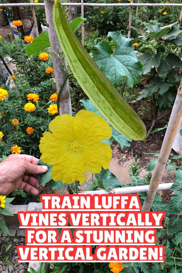 a person holding a large yellow flower in their hand with the words trainufa vines vertically for a stunning vertical garden