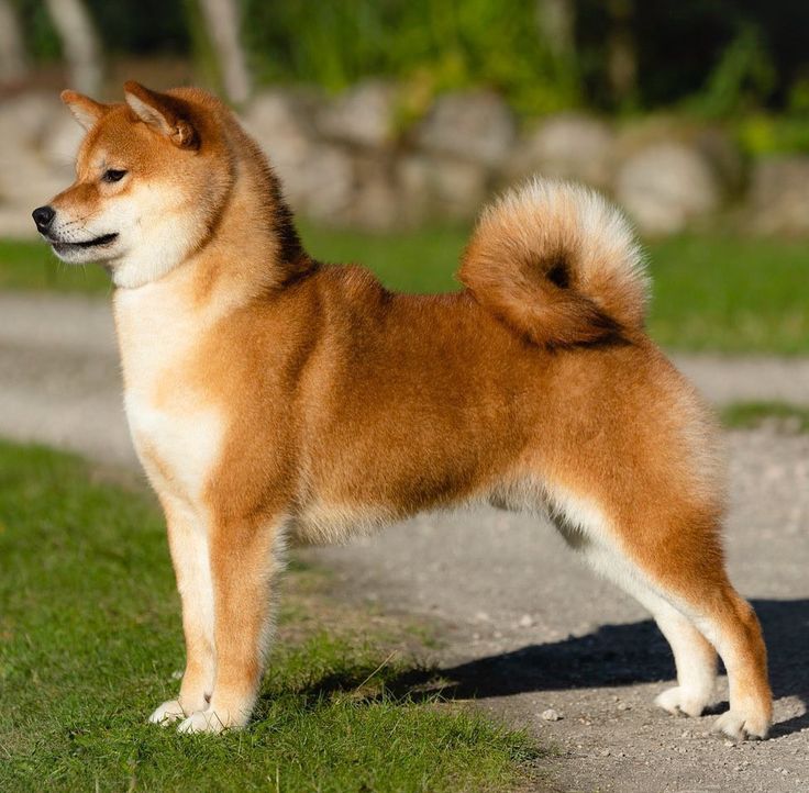 a brown and white dog standing on top of a grass covered field next to a road