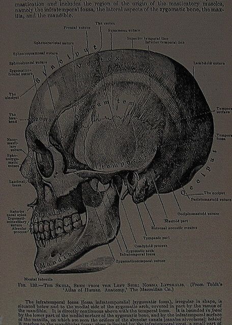 a diagram of the human skull with labels