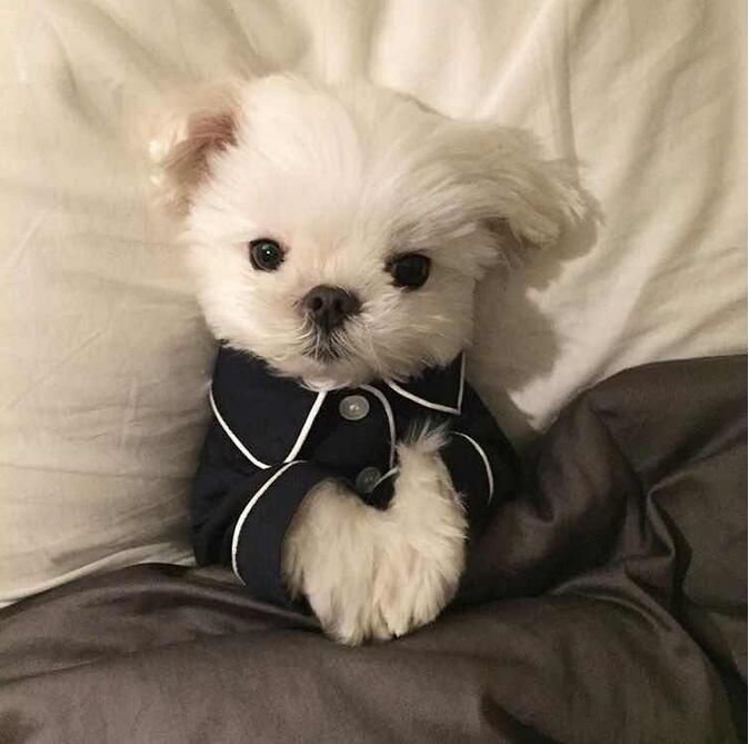 a small white dog sitting on top of a bed wearing a black shirt and tie