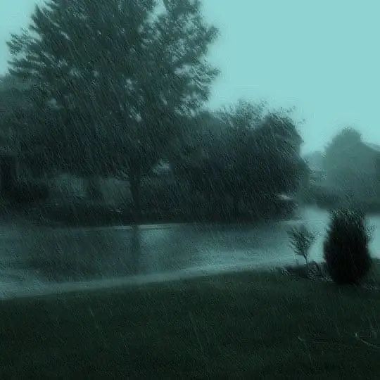 a tree sitting in the grass next to a body of water on a rainy day