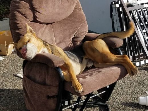 a brown and white dog laying on top of a chair