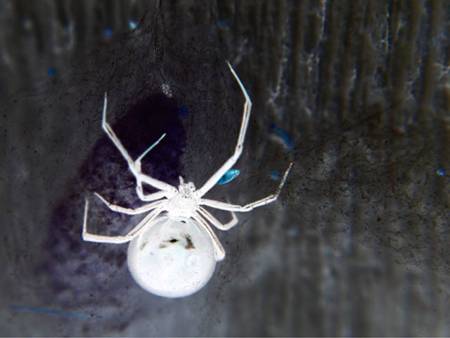 a large white spider sitting on top of a wooden floor