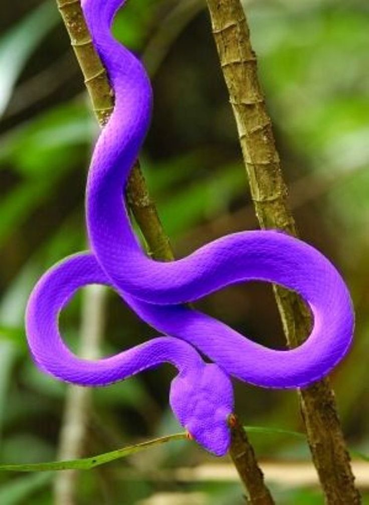 a purple snake is sitting on a tree branch