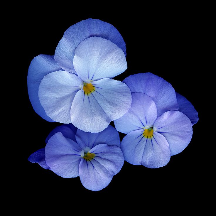 three blue flowers with yellow centers on a black background by corbix photography