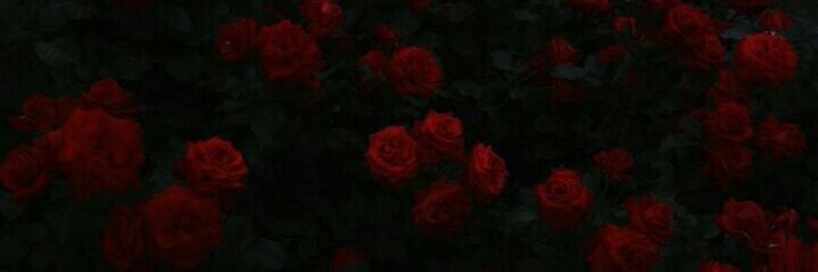 many red roses are growing together in the dark