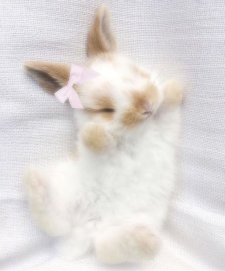 a small white rabbit with a pink bow on its head is sitting in the air