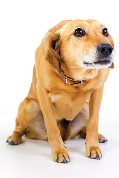 a close up of a dog on a white background