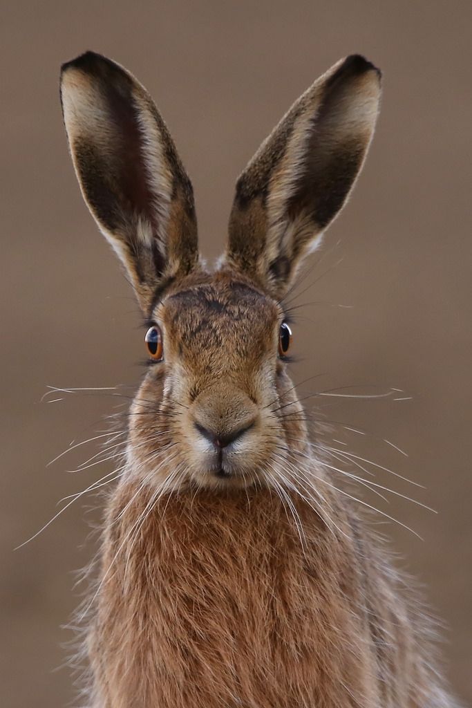 a brown rabbit looking at the camera