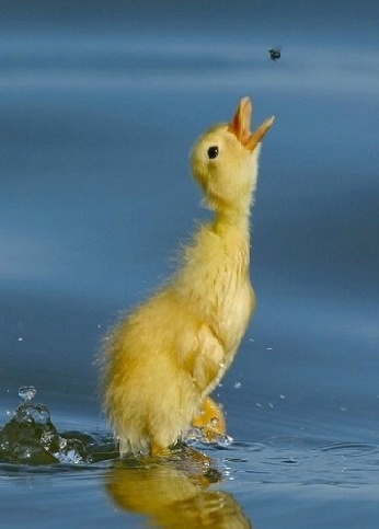 a small duckling is swimming in the water