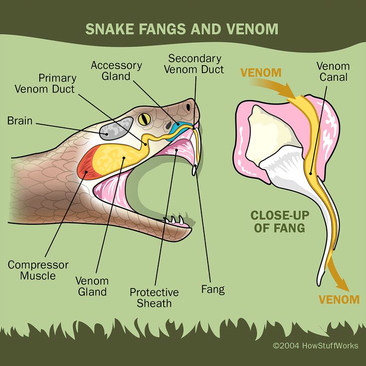 the anatomy of an animal's tongue and mouth