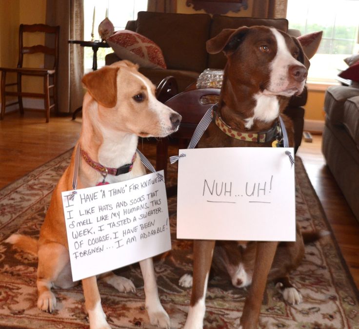 two dogs sitting on the floor holding signs