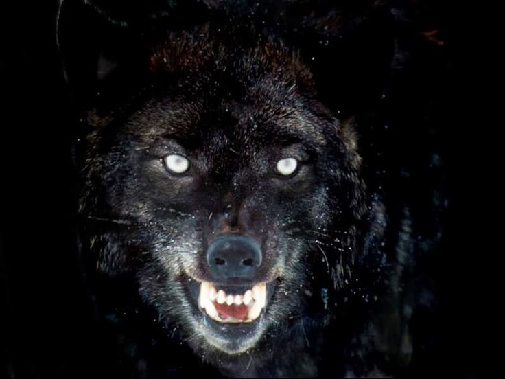 a wolf with its mouth open and it's teeth wide open in the dark