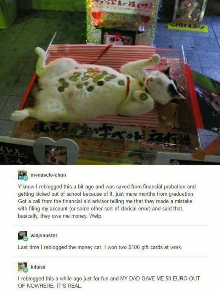 an image of a dog laying on top of a box that is filled with money