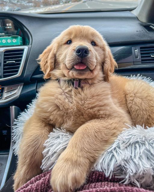 a brown dog sitting in the driver's seat of a car with his paw up