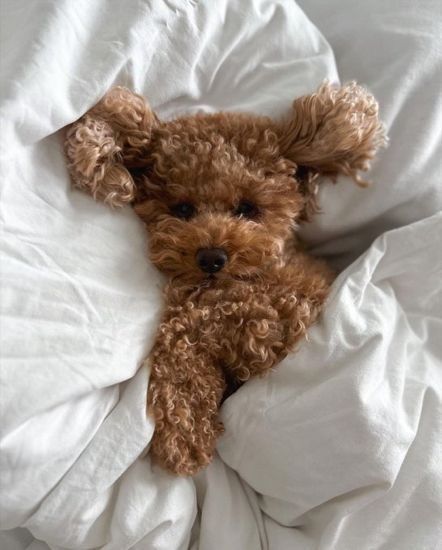 a brown dog laying on top of a bed covered in white sheets and pillows with his head sticking out from under the covers