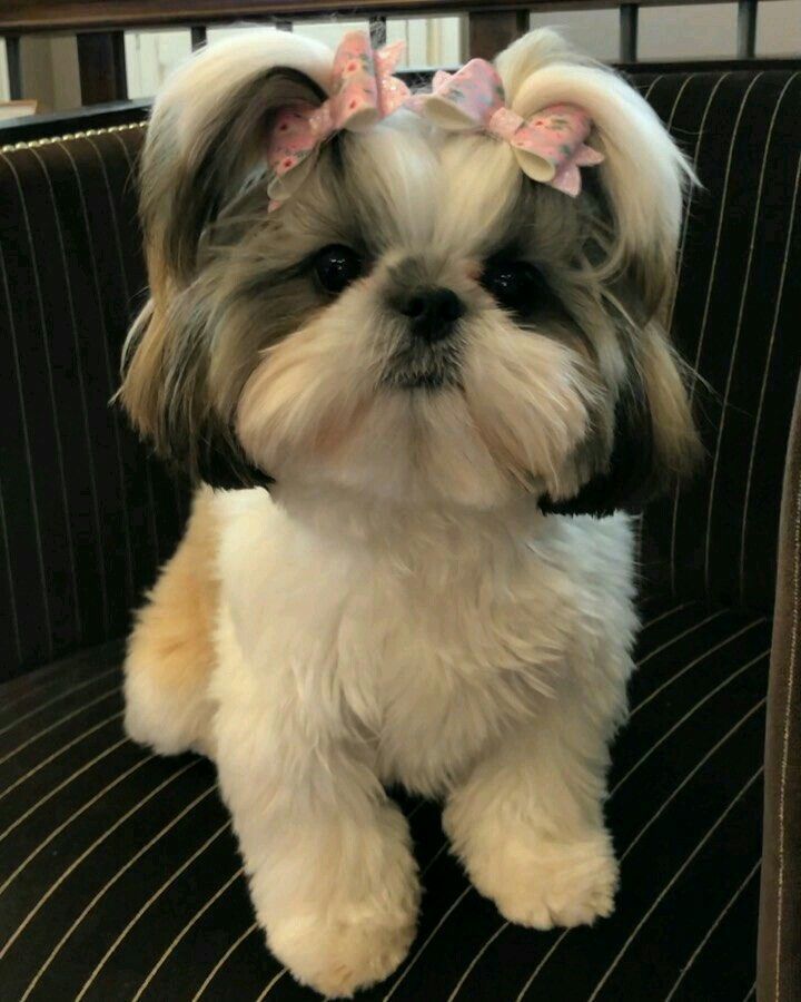 a small white dog sitting on top of a chair with a pink bow in its hair