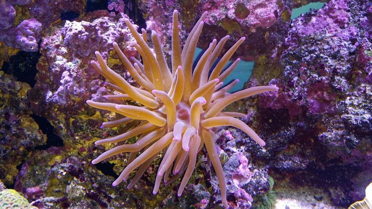 an orange and white sea anemone sitting on top of a coral in the ocean