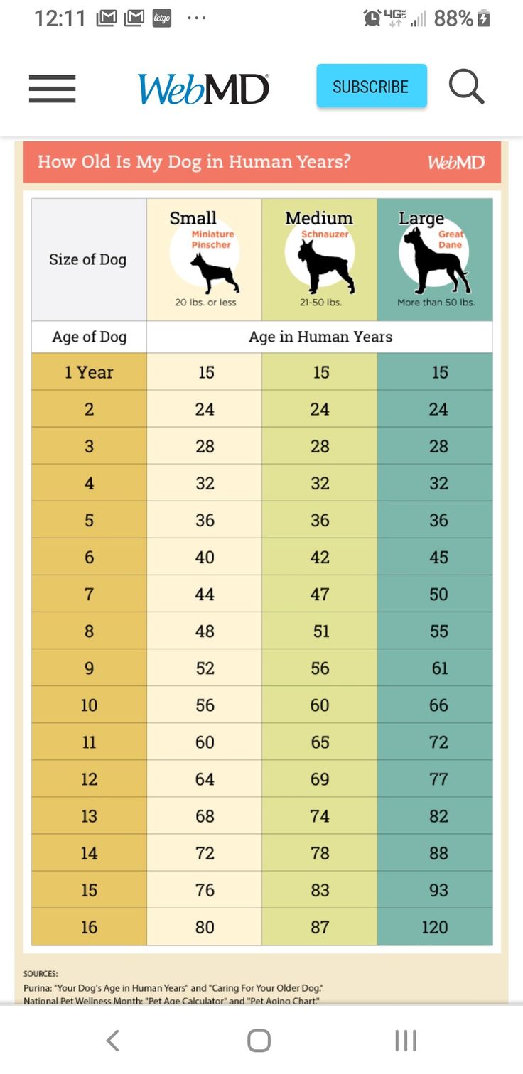 the weight chart for dogs and how to use it