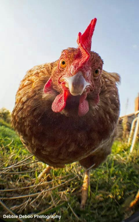 a brown chicken standing on top of a lush green field